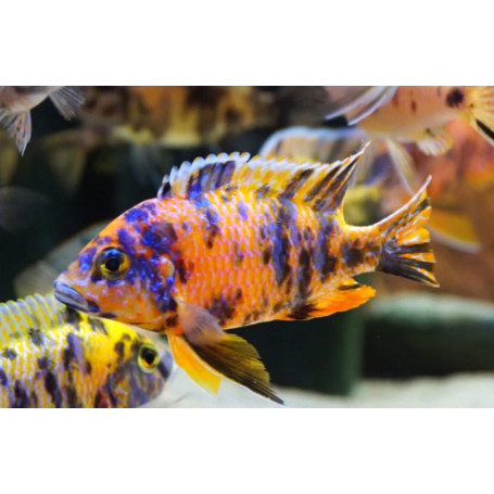 Aulonocara SP Calico