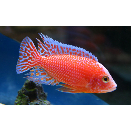 Aulonocara SP Firefish