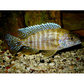 Aulonocara SP Marlieri Aulonocara SP Marlieri