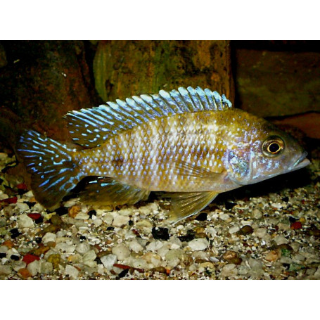 Aulonocara SP Marlieri