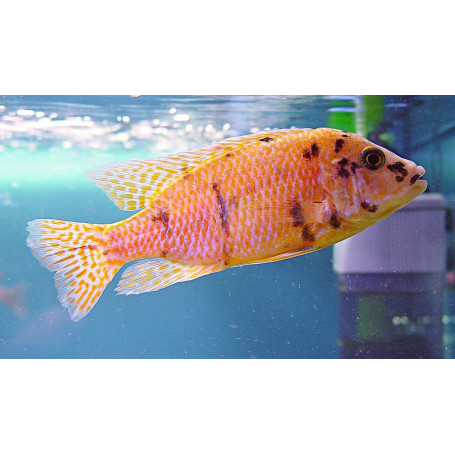 Aulonocara SP Orange Blanche
