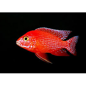 Aulonocara SP Red Aulonocara SP Red