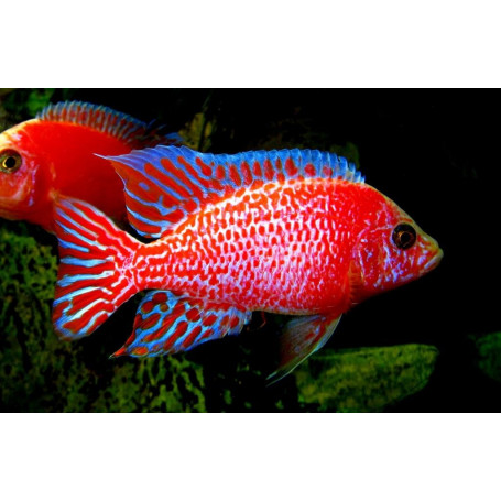 Aulonocara SP Red Dragon