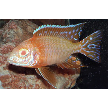 Aulonocara SP Red Pink Albin