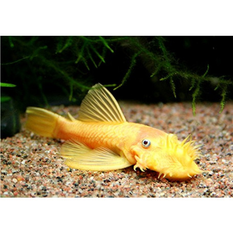 Ancistrus l144 Gold