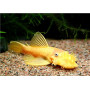 Ancistrus l144 Gold