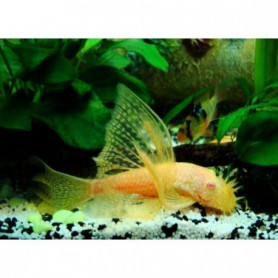 Ancistrus Albino Velo Ancistrus Albino Velo