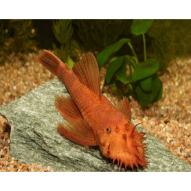 Ancistrus Super Red Ancistrus Super Red