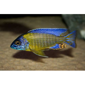 Aulonocara Steveni Blue Neon Aulonocara Steveni Blue Neon