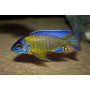 Aulonocara Steveni Blue Neon