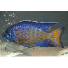 Aulonocara Stuartgranti Aulonocara Stuartgranti