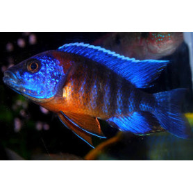 Aulonocara Stuartgranti Red Flash Aulonocara Stuartgranti Red Flash