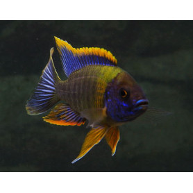 Aulonocara SP lwanda Aulonocara SP lwanda