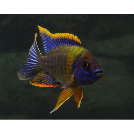 Aulonocara SP lwanda