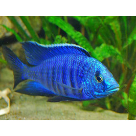 Copadichromis Azureus Copadichromis Azureus