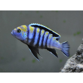 Cynothilapia Afra	Cobue True Cynothilapia Afra	Cobue True