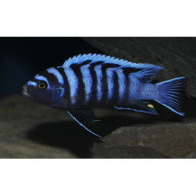 Cynotilapia Afra Chimate Cynotilapia Afra Chimate