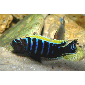Cynotilapia Afra Mbamba Mphanga Rocks Cynotilapia Afra Mbamba Mphanga Rocks