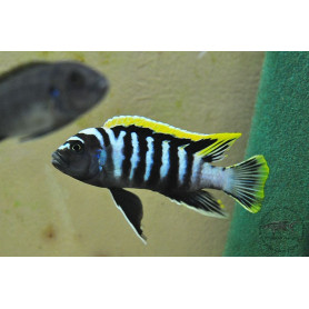 Cynotilapia Afra Red Top Likoma Cynotilapia Afra Red Top Likoma