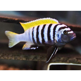 Cynotilapia Afra Jalo Reef Cynotilapia Afra Jalo Reef