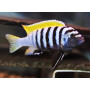 Cynotilapia Afra Jalo Reef