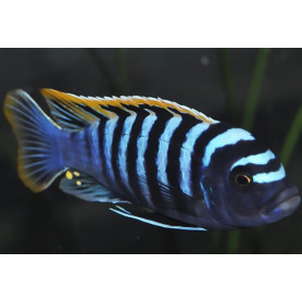 Cynotilapia Afra Red Dorsal Cynotilapia Afra Red Dorsal