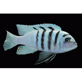 Cynotilapia Afra White Cynotilapia Afra White