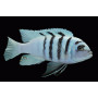 Cynotilapia Afra White