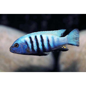 Cynotilapia Pulpican Cynotilapia Pulpican