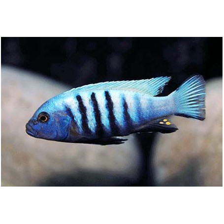 Cynotilapia Pulpican