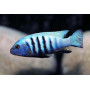 Cynotilapia Pulpican