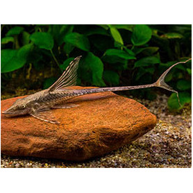 Sturiosoma Panamense Sturiosoma Panamense