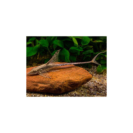 Sturiosoma Panamense