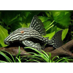 Panaque Nigrolineatus panaque nigrolineatus