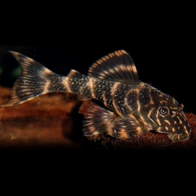 Panaque  Maccus Panaque  Maccus