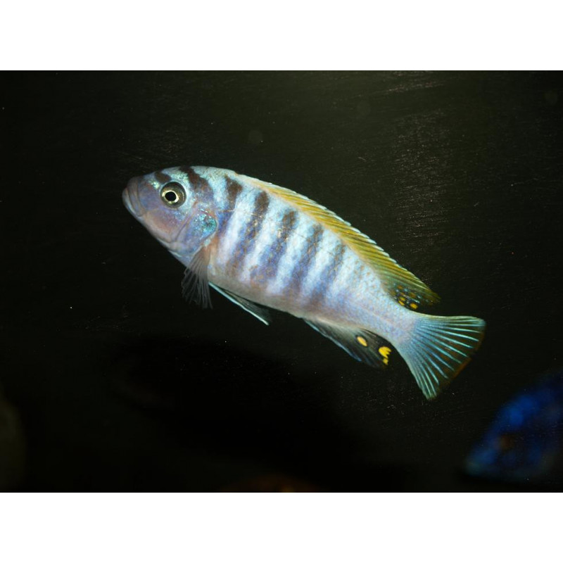 Cynotilapia Afra SP Jalo Jalo Reef