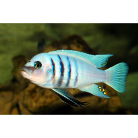 Cynotilapia SP Hara Gallireya Reef Cynotilapia SP Hara Gallireya Reef