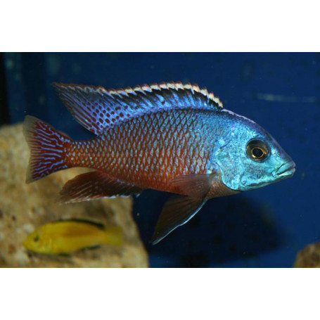Cyrtocara Boadzulu