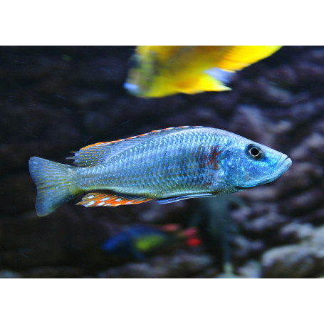 Dimidiochromis Strigatus