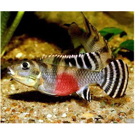 Nanochromis transverstitus Nanochromis transverstitus