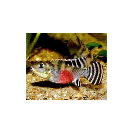 Nanochromis transverstitus