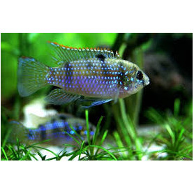 Pelmatochromis thomasi Pelmatochromis thomasi