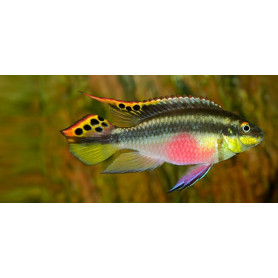 Pelvicachromis pulcher Pelvicachromis pulcher