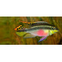 Pelvicachromis pulcher