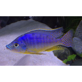 Electrochromis Lobochilus Electrochromis Lobochilus