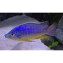 Electrochromis Lobochilus