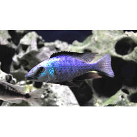 Fossorochromis Rostratus Fossorochromis Rostratus
