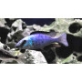 Fossorochromis Rostratus