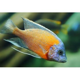 Haplochromis Borleyi Red Fin Haplochromis Borleyi Red Fin