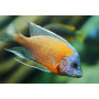 Haplochromis Borleyi Red Fin